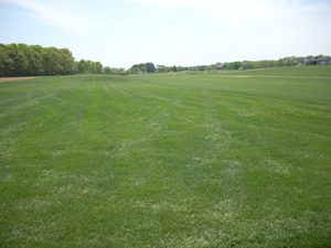 Southern MD sod